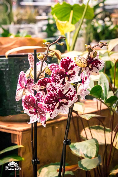 Phalaenopsis Chien Xen